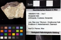 Foto (Objket + Etiketten) von Decapoda indet. 